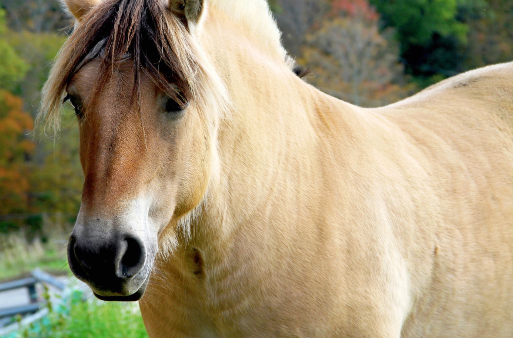 Fjord Horse