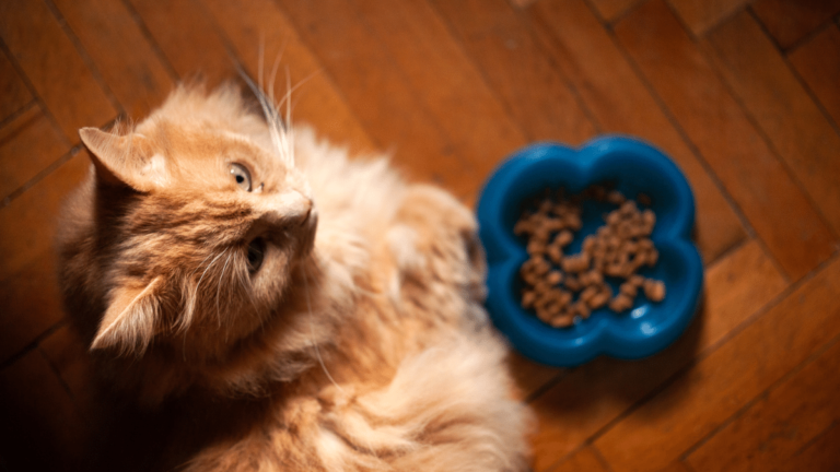 A ginger cat turning away from a bowl of food on the floor
