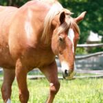 Largest Horse Breeds