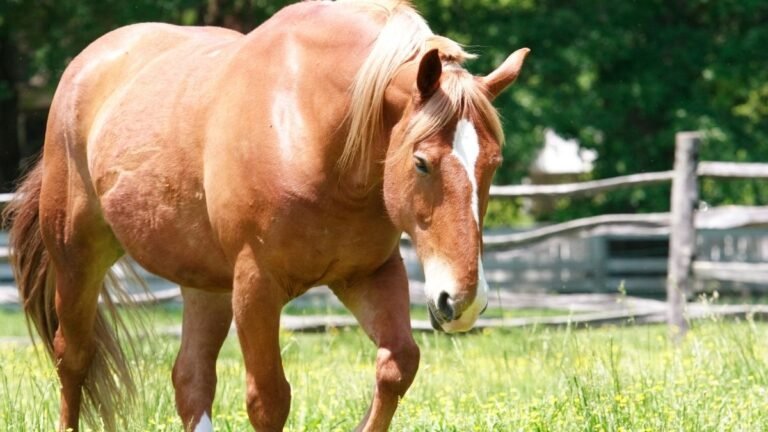Largest Horse Breeds