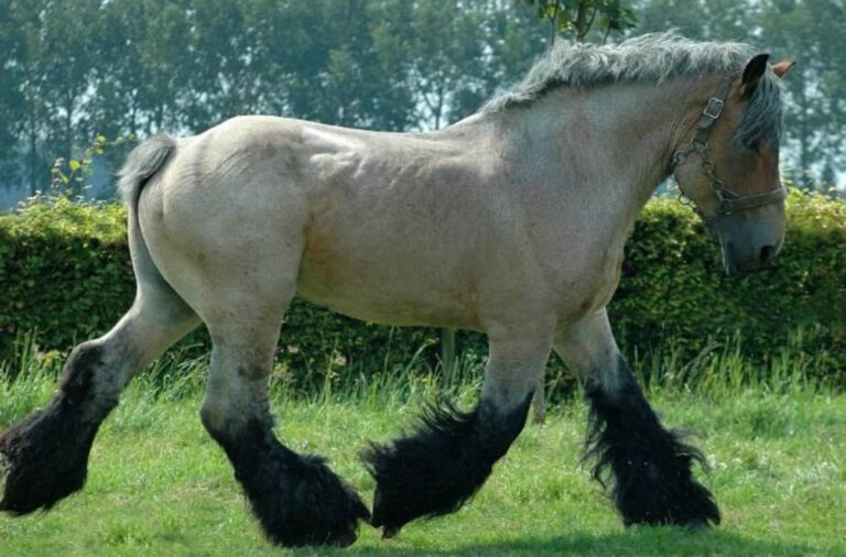 Suffolk Punch Horse