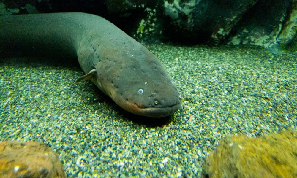 The Electric Eel