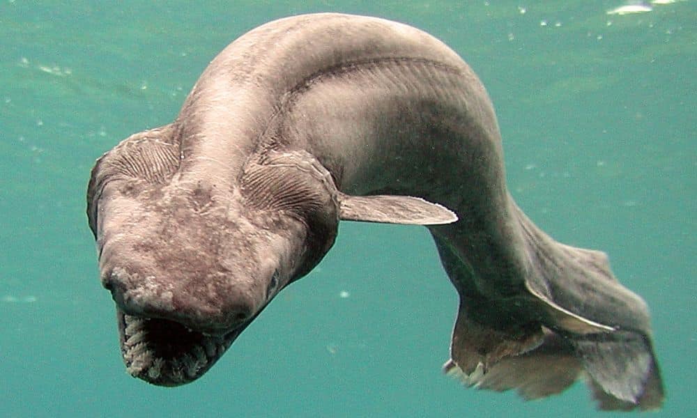 The Frilled Shark