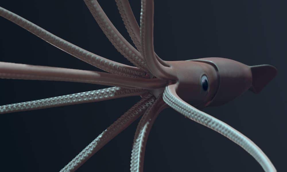 The Giant Squid