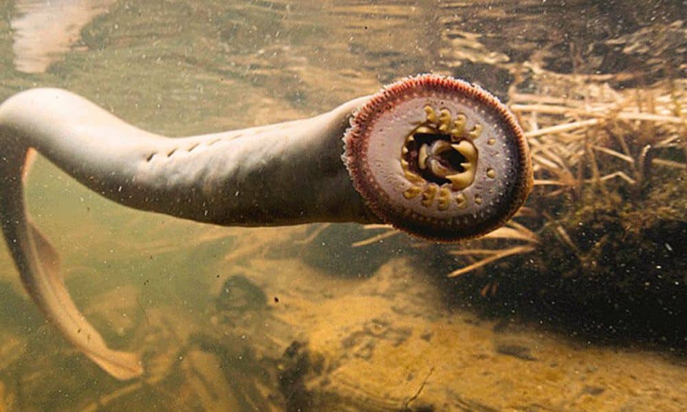 The Lamprey