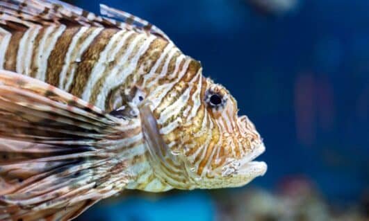 Top 10 Scary Fish You Never Want to Encounter