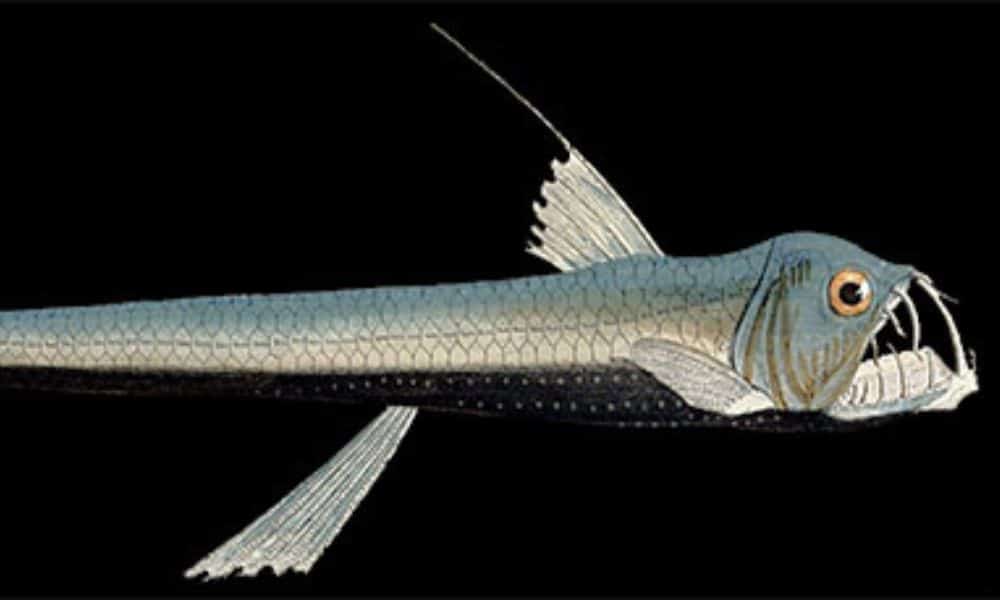 The Viperfish