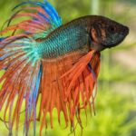 How Long Do Betta Fish Live?