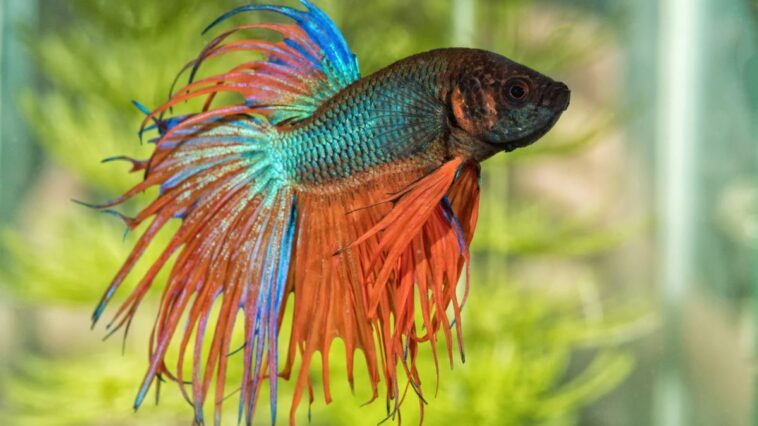 How Long Do Betta Fish Live?