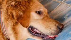 Losing A Dog Can Be As Hard As Losing A Loved One
