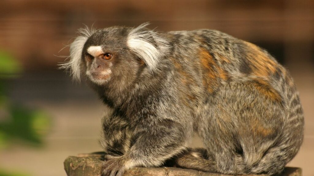 Common Marmosets