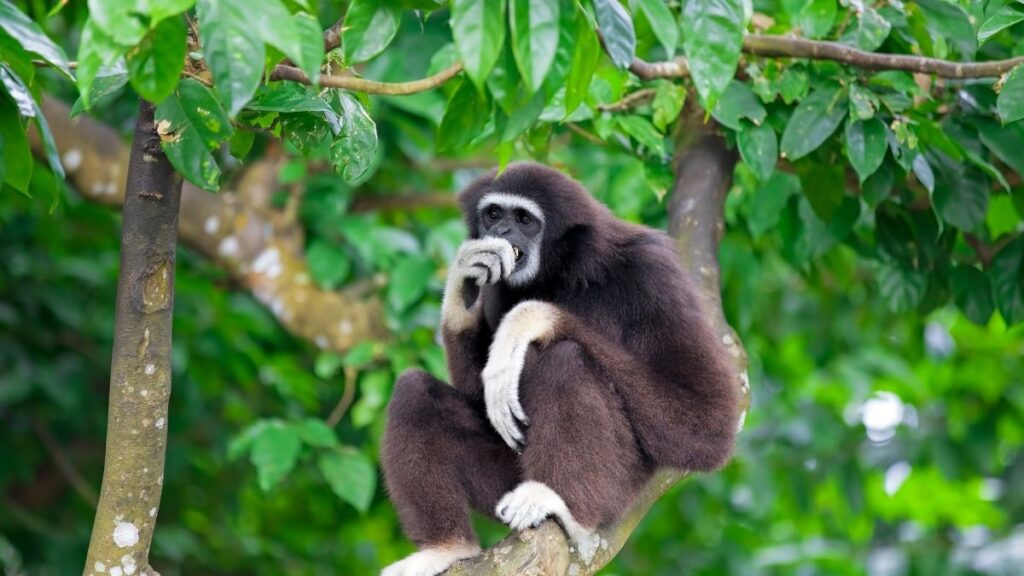 Gibbons Monkeys