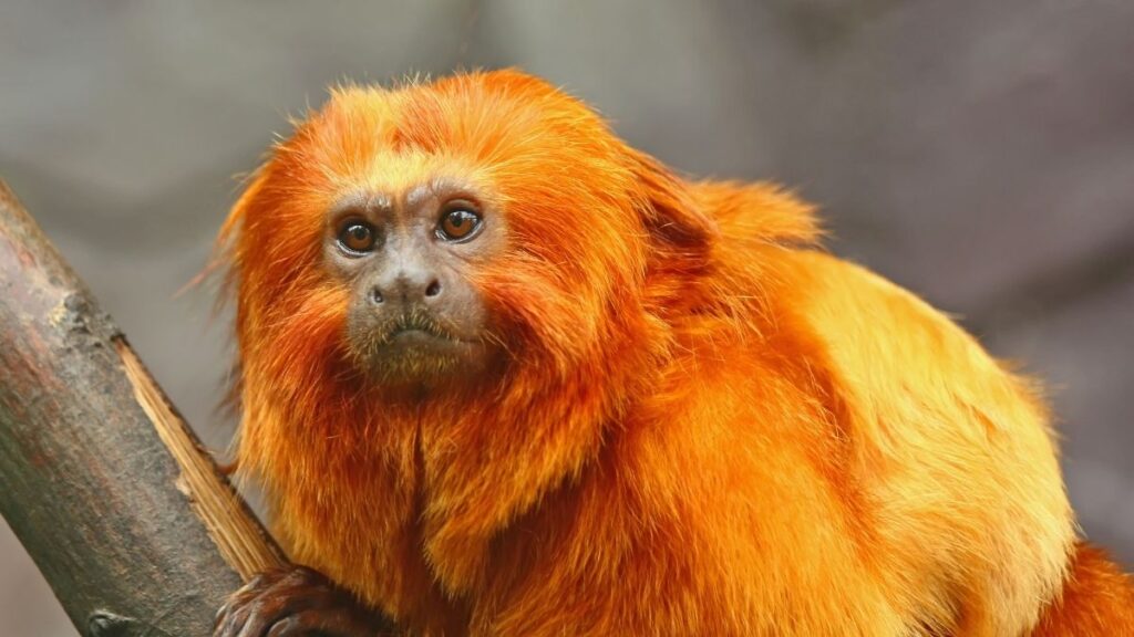 Golden Lion Tamarin