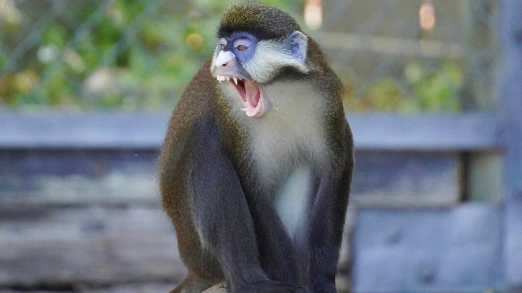 Guenons Monkeys