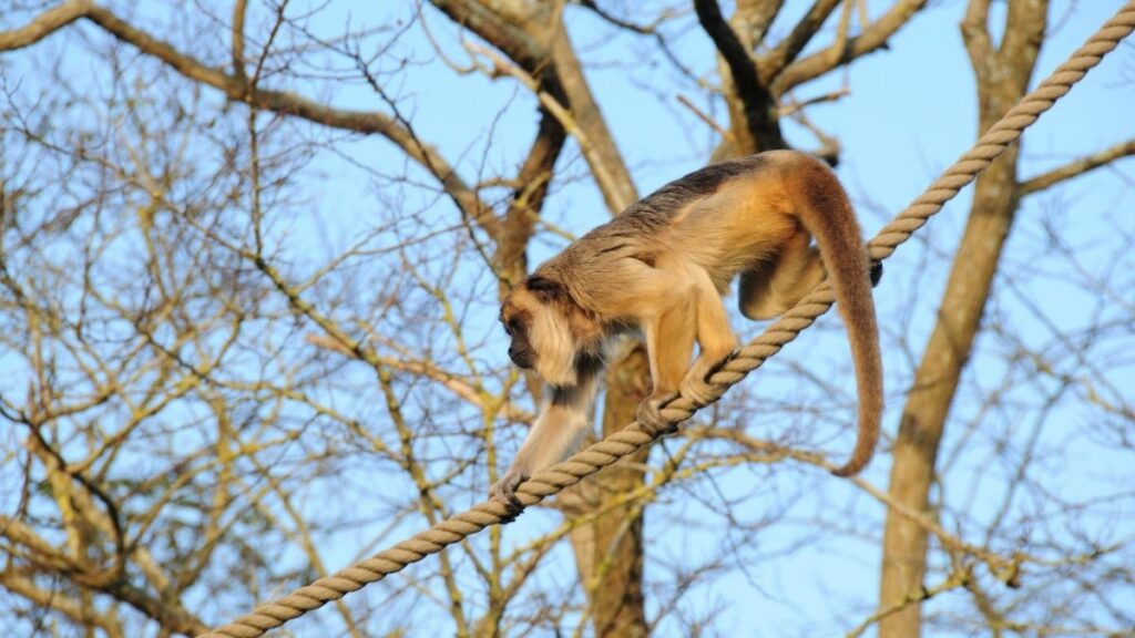 Howler Monkeys