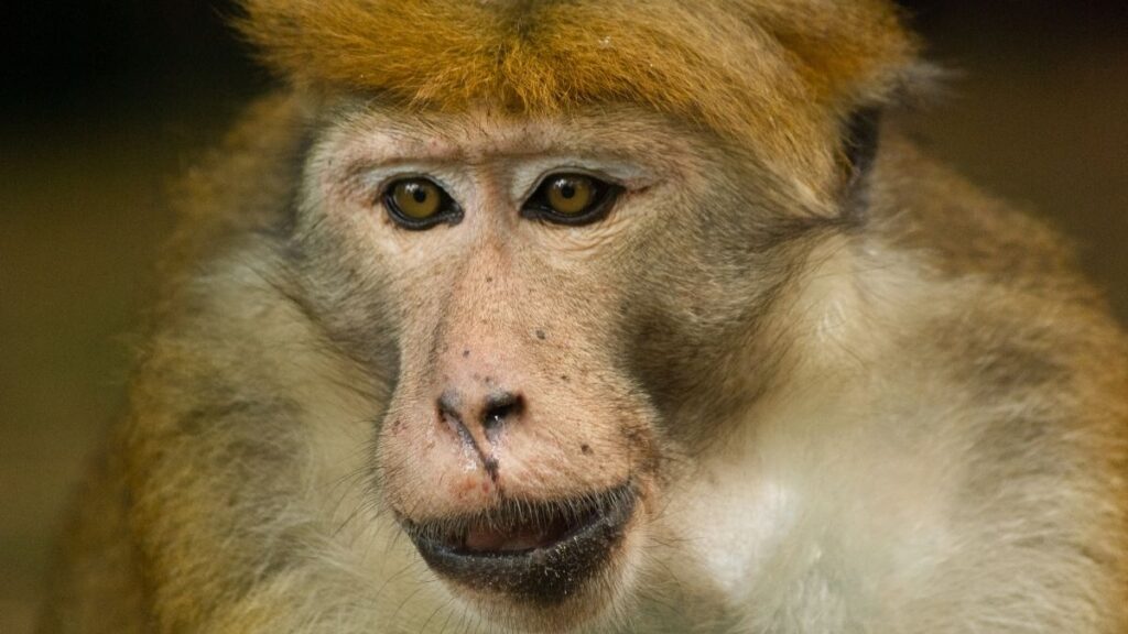 Macaques monkey
