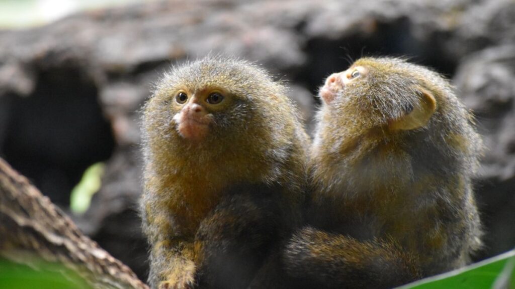 Pygmy Marmosets