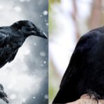 Ravens vs. Crows