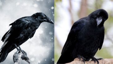 Ravens vs. Crows