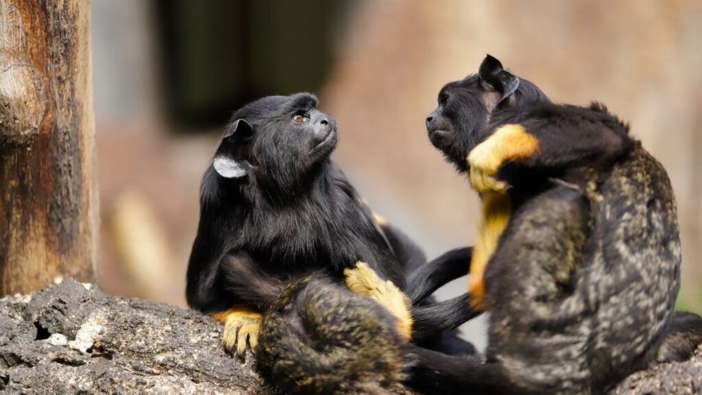 Red-Handed Tamarin