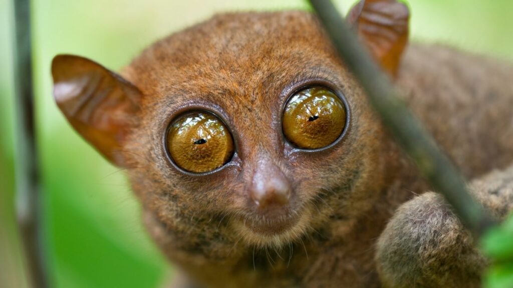 Top Small Monkeys Breeds With Big Cute Eyes Animals Cell