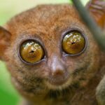 Small Monkeys Breeds With Big Cute Eyes