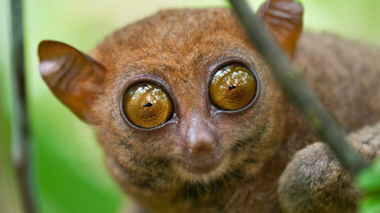 Small Monkeys Breeds With Big Cute Eyes
