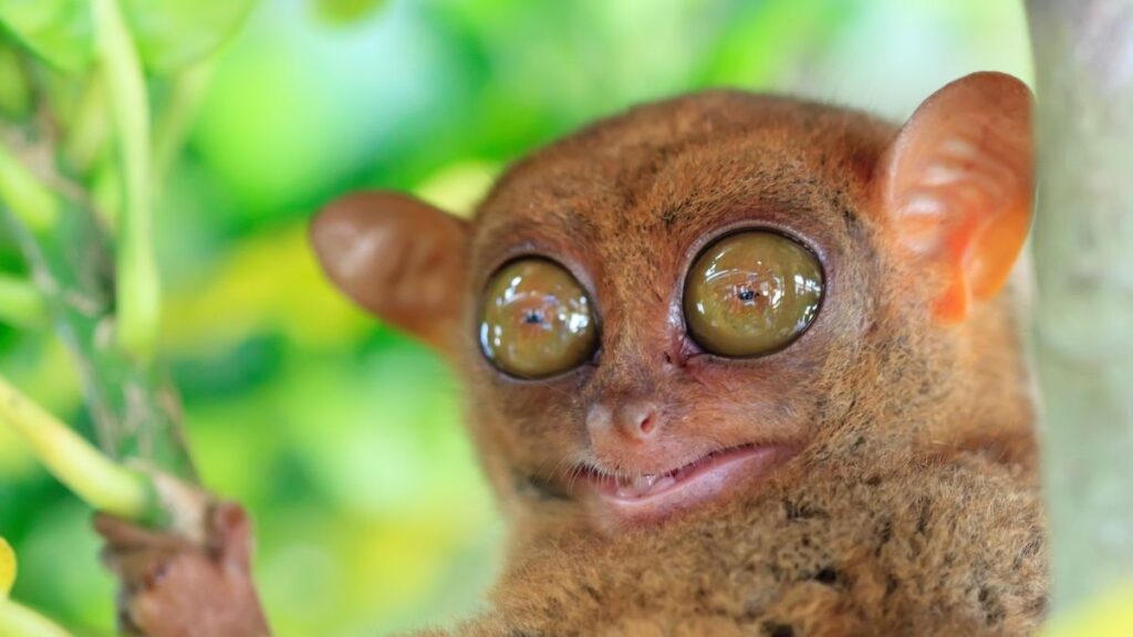 Tarsiers