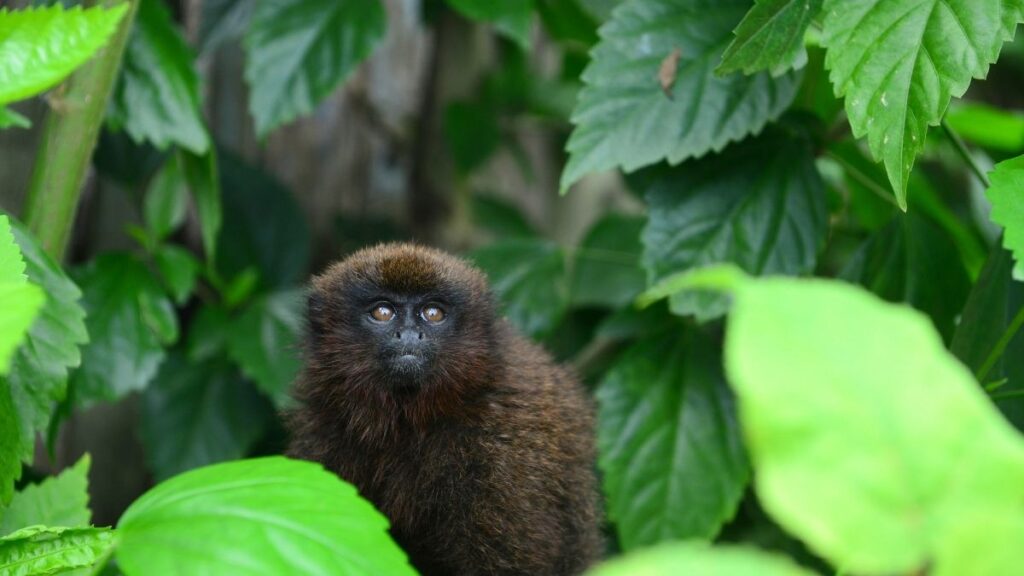 Titi Monkeys