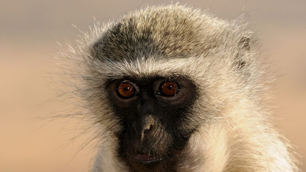 Vervet Monkeys