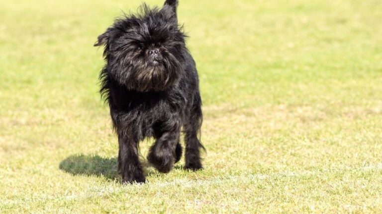 Affenpinscher