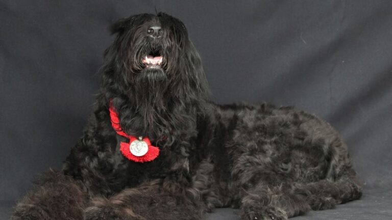 Black Russian Terrier