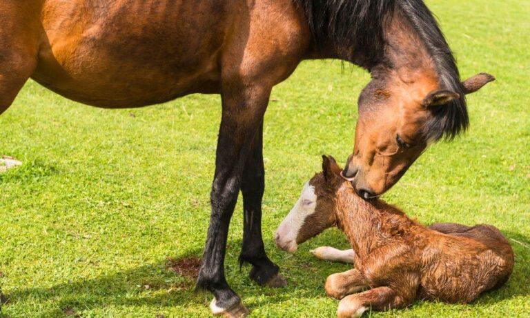 Newborn Foal