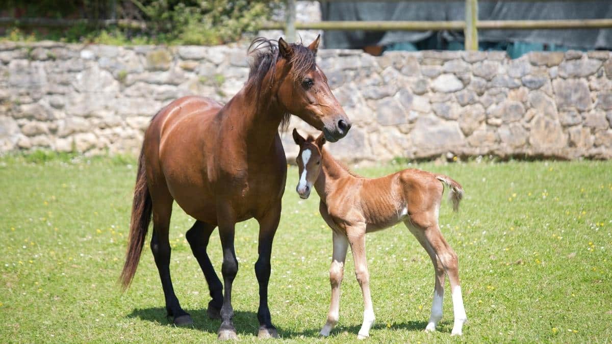 What Is A Baby Horse Called In Afrikaans