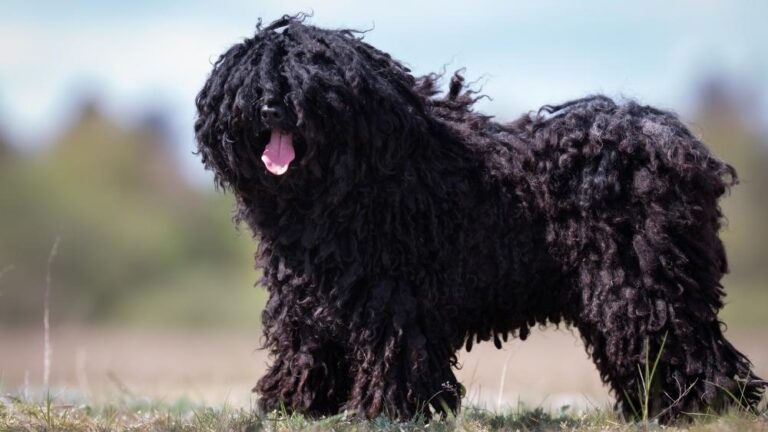 Puli dog