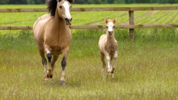 What is a Baby Horse Called