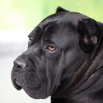 black dog breeds