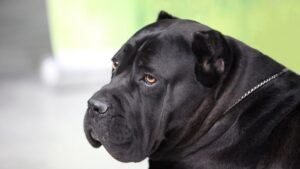 Top 10 Black Dog Breeds: Discover the Perfect Canine Companion