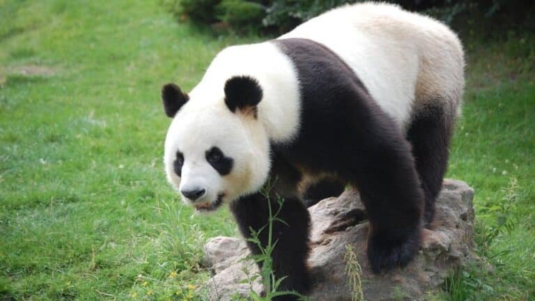 Pandas pet