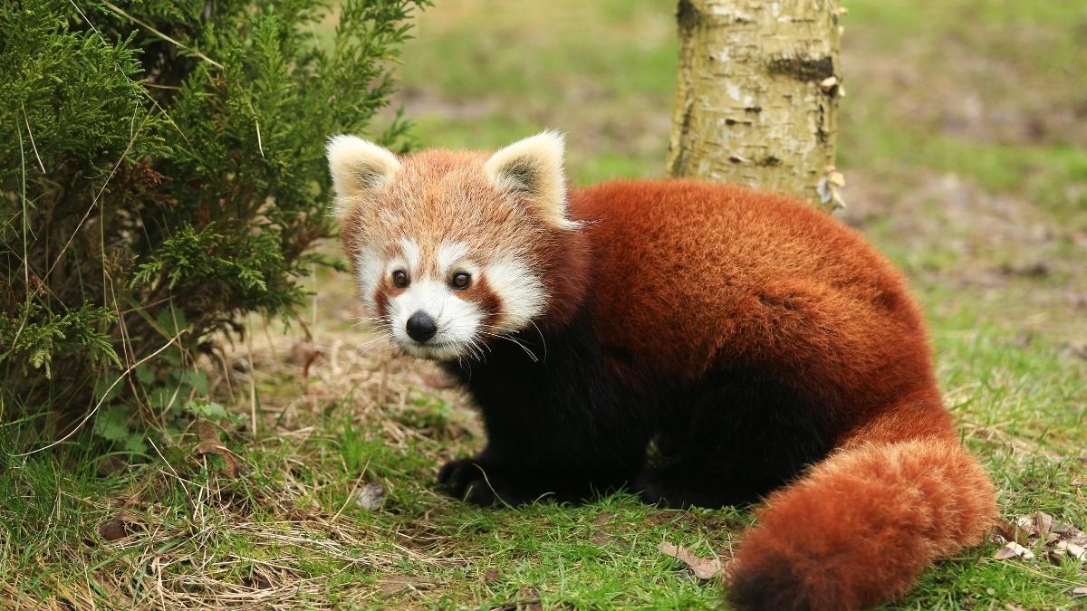 red panda