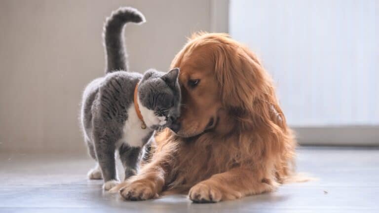Which are Smarter Dogs or Cats