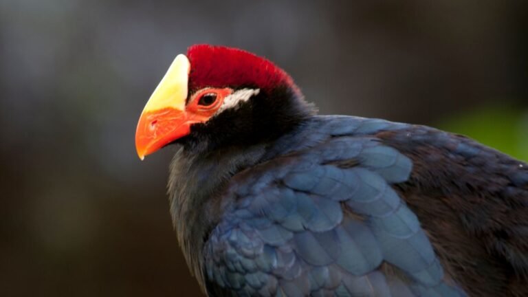 Birds with Orange Beaks