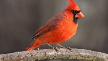 Cardinal Meaning