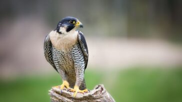 Falcon Bird
