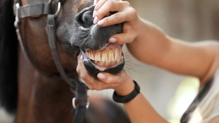 Horse teeth floating