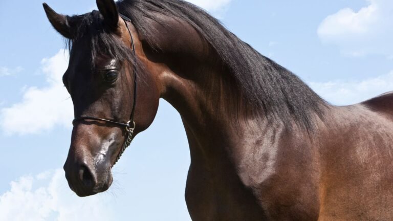Strangles in Horses