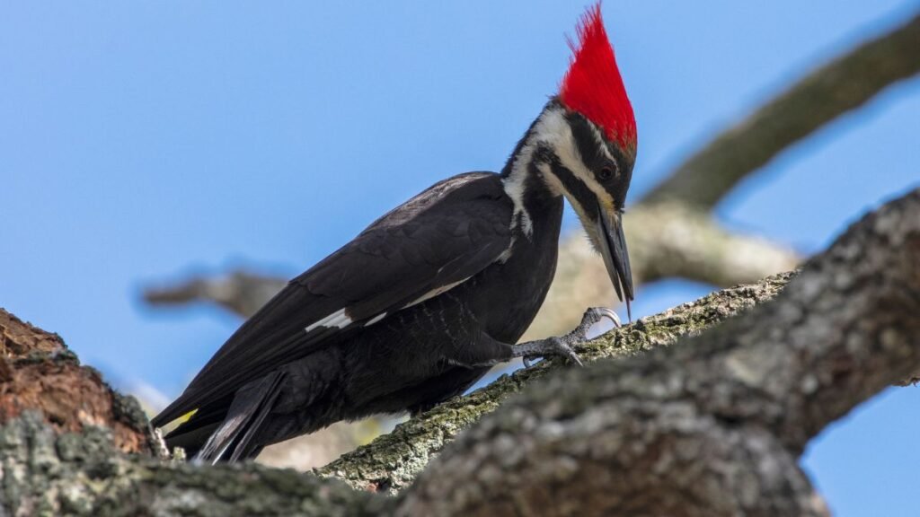 Woodpecker