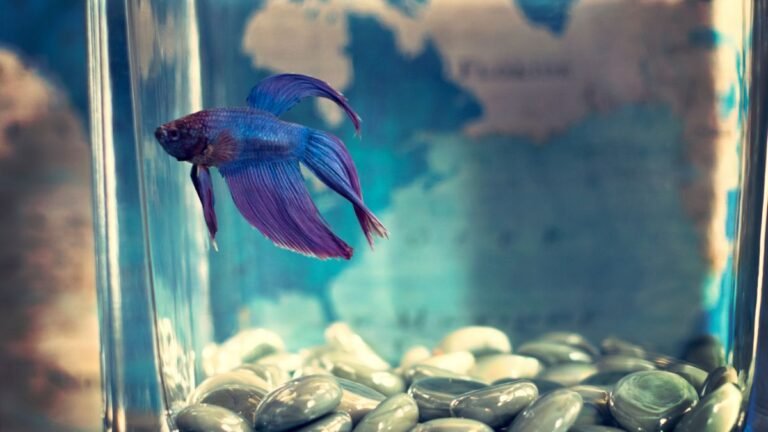 Betta Fish Behavior Before Death