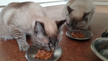 Can Cats Eat Baked Beans