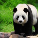 Endangered Pandas